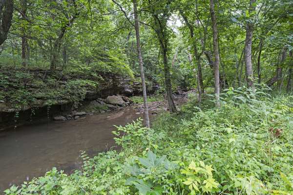 Creek through the timber