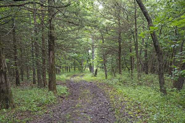 Timber trail